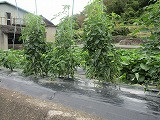 IMG_4448