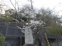 IMGP1336